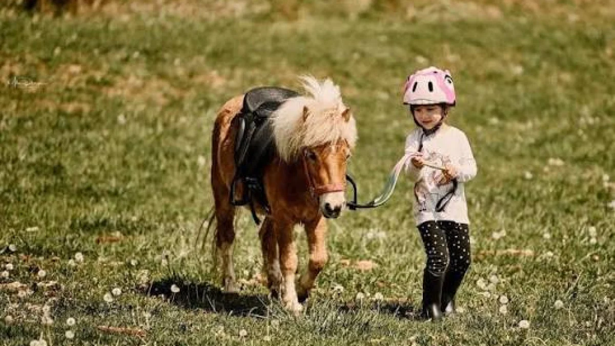 Caii Acasă în Bucovina: un nou festival ecvestru debutează la Capu Câmpului, în 3–4 octombrie